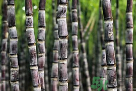 甘蔗發(fā)紅還能吃嗎？甘蔗中間發(fā)紅是怎么回事？