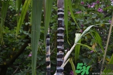 甘蔗一天吃多少最好？甘蔗能每天都吃嗎？