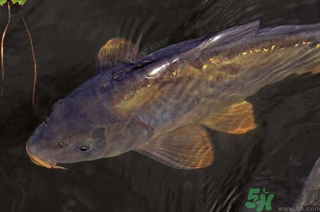 野生鯉魚怎么釣？野生鯉魚用什么釣最好？