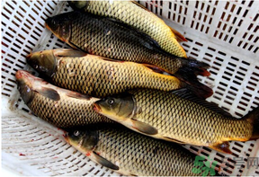野生鯉魚怎么釣？野生鯉魚用什么釣最好？