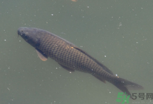 野生鯉魚怎么釣？野生鯉魚用什么釣最好？
