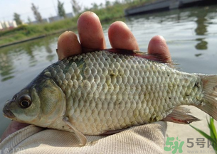 野生鯽魚多少錢一斤？野生鯽魚怎么區(qū)分？