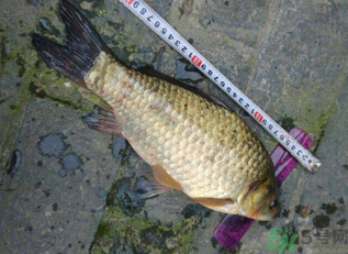 野生鯽魚多少錢一斤？野生鯽魚怎么區(qū)分？