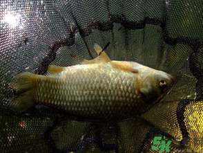 野生鯽魚(yú)怎么做好吃？野生鯽魚(yú)的做法