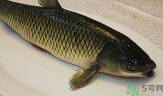 秋天怎么釣草魚？秋天草魚好釣嗎？