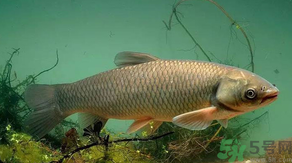 秋天怎么釣草魚？秋天草魚好釣嗎？
