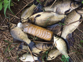 野生鯽魚怎么釣？釣野生鯽魚的技巧