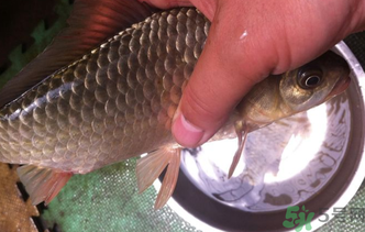 野生鯽魚怎么釣？釣野生鯽魚的技巧