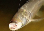 秋天怎么釣鰱魚？秋天釣鰱魚技巧