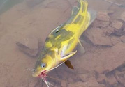 秋天釣魚怎么選釣位置？秋天釣魚怎么選釣位？