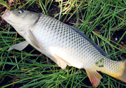 野生鯉魚怎么釣？野生鯉魚用什么釣最好？