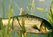 秋天怎么釣草魚？秋天草魚好釣嗎？