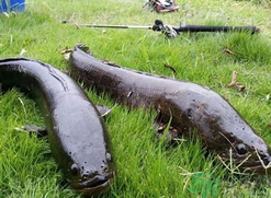 10月份還能釣黑魚嗎？幾月份釣黑魚最好？