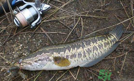 10月份還能釣黑魚嗎？幾月份釣黑魚最好？