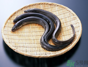 十月份可以釣黃鱔嗎？黃鱔可以釣到幾月份？