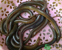 活黃鱔如何保存？活鱔魚怎么保存？