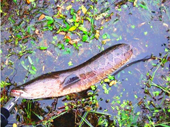十月份黑魚好釣嗎？十月份怎么釣黑魚？