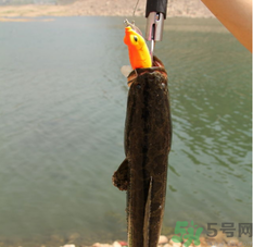 十月份黑魚好釣嗎？十月份怎么釣黑魚？