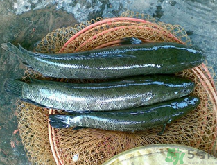 秋天可以釣黑魚嗎？秋天黑魚在什么地方？
