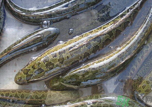 秋天可以釣黑魚嗎？秋天黑魚在什么地方？
