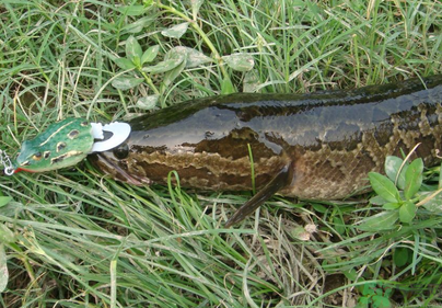 秋天怎么釣黑魚？秋天釣黑魚技巧