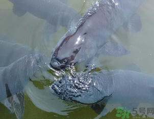 十月份釣青魚(yú)好釣嗎？釣青魚(yú)什么時(shí)間最好？