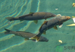 十月份釣青魚(yú)好釣嗎？釣青魚(yú)什么時(shí)間最好？