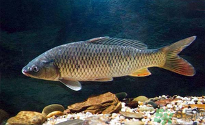 十月份釣青魚(yú)好釣嗎？釣青魚(yú)什么時(shí)間最好？