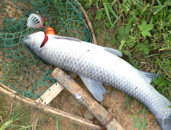 十月份釣青魚(yú)好釣嗎？釣青魚(yú)什么時(shí)間最好？