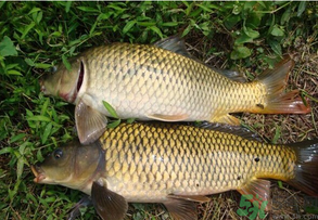 水庫釣魚用什么餌料？水庫釣魚用什么商品餌？