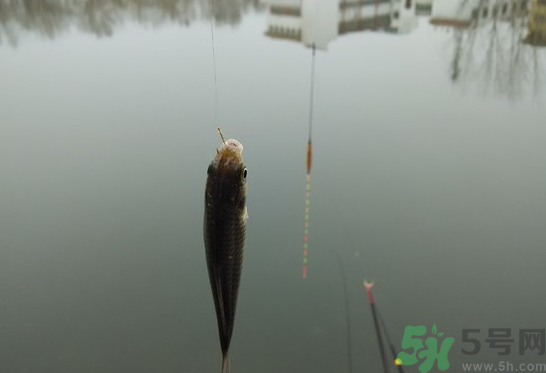 陰天怎么釣魚？陰天釣魚技巧