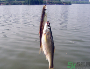 陰天怎么釣魚？陰天釣魚技巧