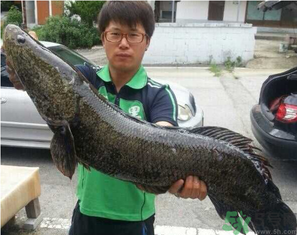 秋季釣黑魚用什么魚餌？秋天釣黑魚用什么餌？