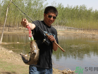 秋季釣黑魚用什么魚餌？秋天釣黑魚用什么餌？