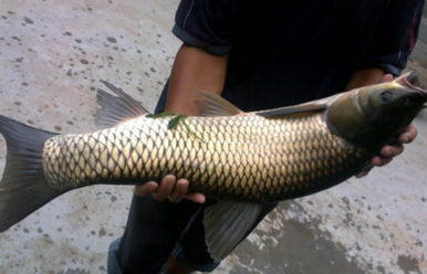 野生草魚多少錢一斤？野生草魚價(jià)格