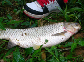 野生草魚多少錢一斤？野生草魚價(jià)格