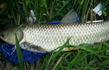 野生草魚多少錢一斤？野生草魚價(jià)格