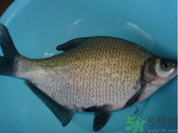 鳊魚多少錢一斤？野生鳊魚多少錢一斤？