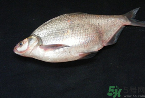鳊魚多少錢一斤？野生鳊魚多少錢一斤？