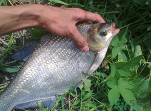 鳊魚多少錢一斤？野生鳊魚多少錢一斤？