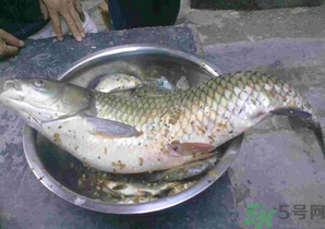 秋天夜釣草魚怎么釣？秋天夜釣草魚技巧