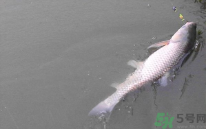 秋天夜釣草魚怎么釣？秋天夜釣草魚技巧