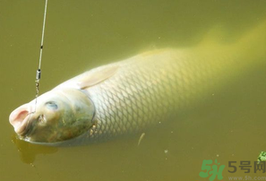 秋天夜釣草魚怎么釣？秋天夜釣草魚技巧