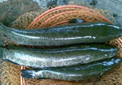 秋季釣黑魚用什么魚餌？秋天釣黑魚用什么餌？