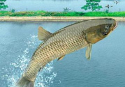 十月份釣青魚好釣嗎？釣青魚什么時間最好？