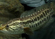 秋天可以釣黑魚嗎？秋天黑魚在什么地方？