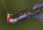 10月份還能釣黑魚嗎？幾月份釣黑魚最好？