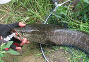 秋天怎么釣黑魚？秋天釣黑魚技巧