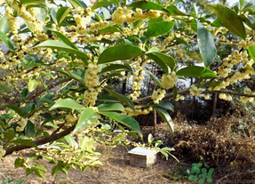 新鮮桂花怎么處理？新鮮桂花怎么保存？