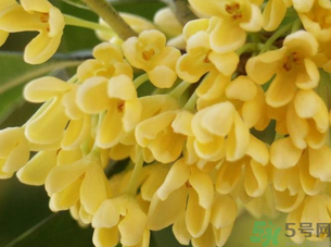 新鮮桂花怎么處理？新鮮桂花怎么保存？